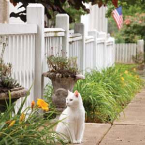 The Cottage Journal Southern Cottages 2019 - Image 5