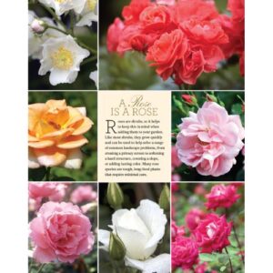 Victoria The Art of Flowers - Image 7