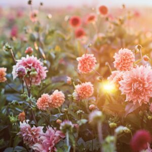 Southern Home Garden Favorites 2021 - Image 3