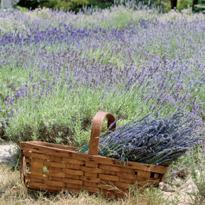 Southern Home Garden Favorites 2021 - Image 5