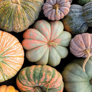 colored pumpkins