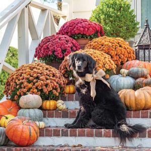 Dog sitting on front steps with pumpkins
