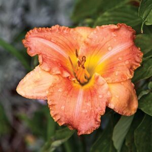 Garden Flower