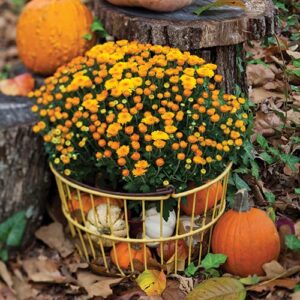 Pretty fall flowers