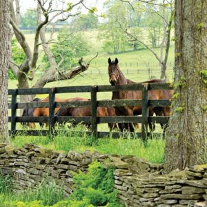Horses behind fence