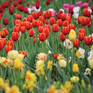 Tulips