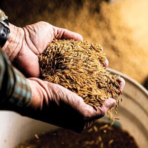 Dried Rice