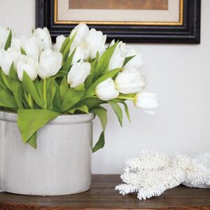 Indoor white tulips