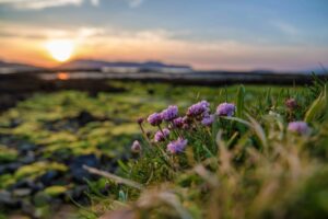 Scotland Sunset Field