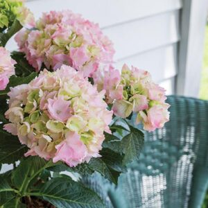 Sweeny pink flowers