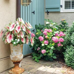 Ann Hearn Florals