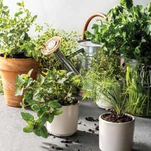 herb garden opener