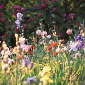 Bouchet flowers