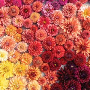 Autumn flowers