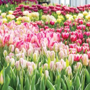 Vic Seasonal Flowers tulips