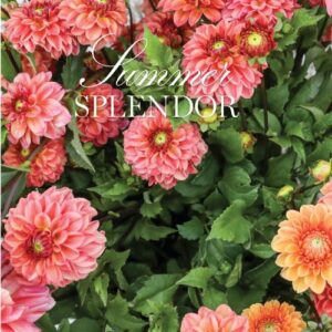Vic Seasonal Flowers summer splendor pink flowers