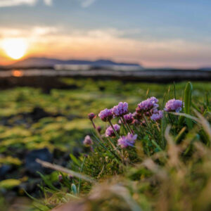 Our Hearts are in Scotland and Ireland - Image 13