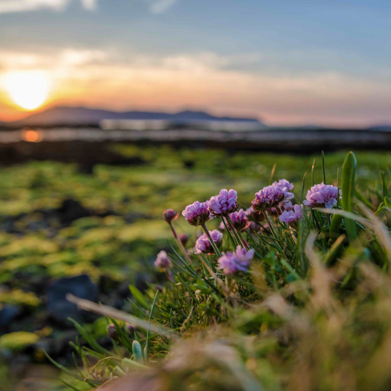 Our Hearts are in Scotland and Ireland - Image 13