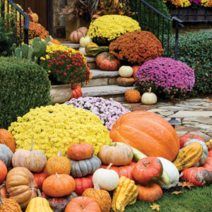 Mums and pumpkins