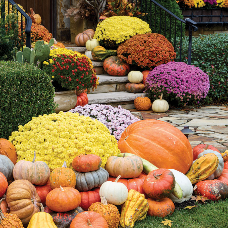 Mums and pumpkins