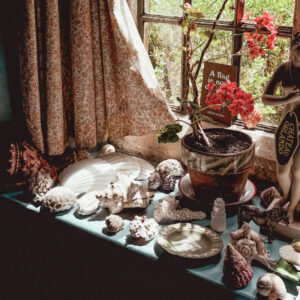 Seashells sitting on a window sill
